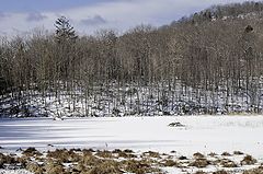 фото "Beaver's huts / Хатки бобров"