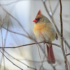 photo "Female Cardinal"