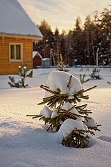 фото "Маленькой елочке совсем не холодно зимой..."