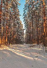 фото "Зимний лес..."