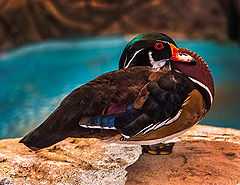 фото "Duck"