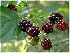 фото "Осенний мотив"