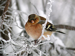 фото "Самец зяблика (Fringilla coelebs)"