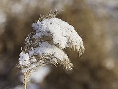 photo "* * *"