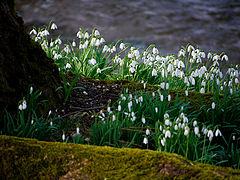 photo "Snowdrops"