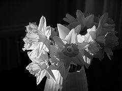 фото "B&W daffodils"