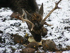 фото "Wildlife"