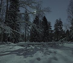 фото "Сны зимнего леса"