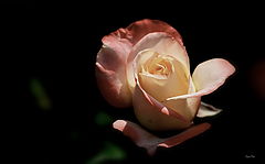 фото "@"