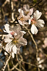 photo "***"