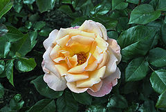 photo "Rose"