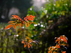 photo "February colours"