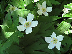 photo "Anemones"