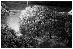 photo "winter corals"