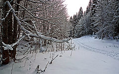 photo "Snowy winter"