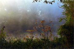photo "***"