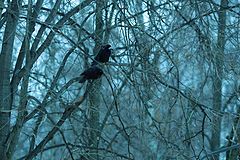 photo "***"