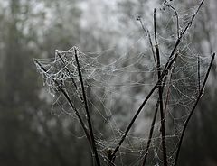 фото "Тонкие цепи осени"