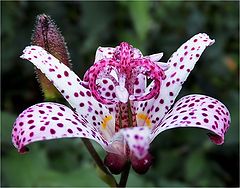 photo "The flower in the grass"