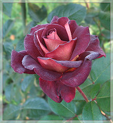 photo "Happy Birthday dear Sveta!"