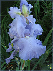photo "***"