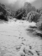 фото "Tracks"