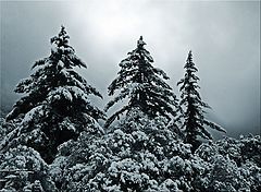 фото "Three Pines"