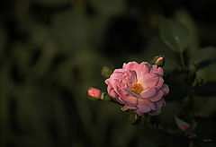 фото "@"