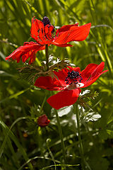 photo "***"