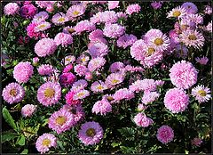 photo "asters"