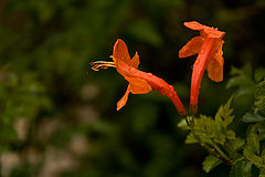 photo "***"