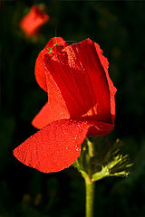 photo "***"