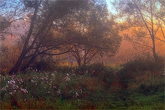 photo "***"
