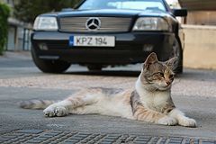 photo "Cat"