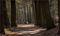 фото "walking in the great forest"