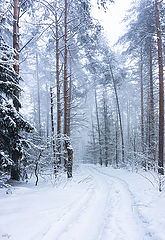 photo "Wind in the forest"