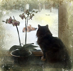 photo "***"