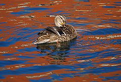 фото "Duck and Red Building"