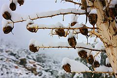 фото "Layer Of Snow"