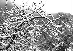 фото "Branching Out"