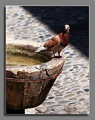 photo "In a midday sun"