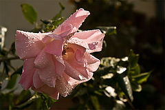 photo "***"