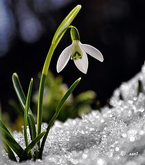 photo "snowdrop"