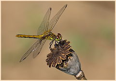 фото "Стрекоза (Dragonfly)"