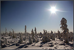 фото "Солнечный март"