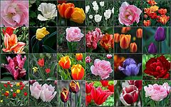 photo "all the flowers for the lovely ladies!"