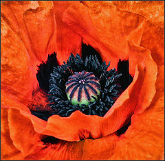 photo "opium"