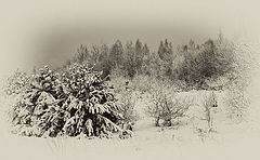 фото "Зимняя графика"