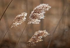 фото "Fraction Of Light"