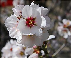 фото "Early Spring"